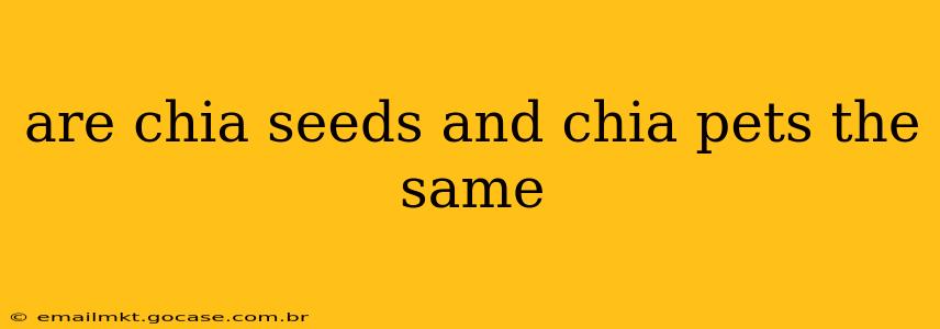 are chia seeds and chia pets the same