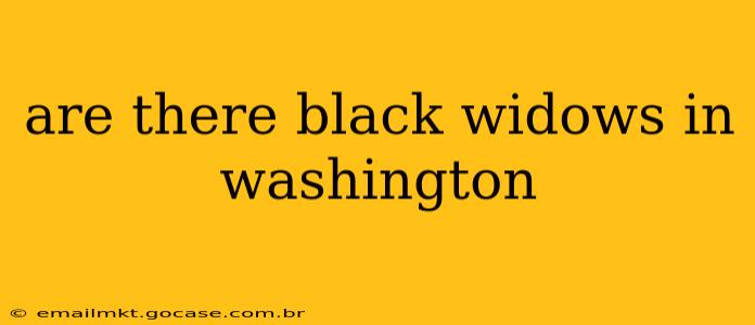 are there black widows in washington