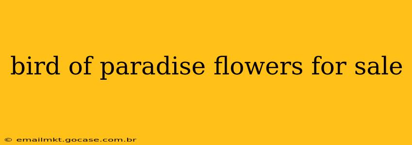 bird of paradise flowers for sale
