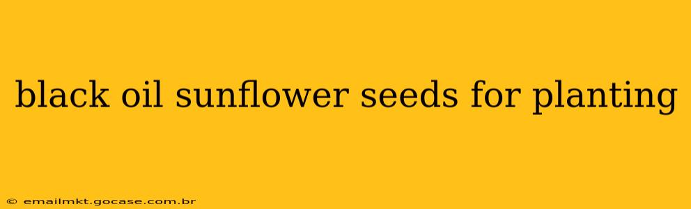 black oil sunflower seeds for planting