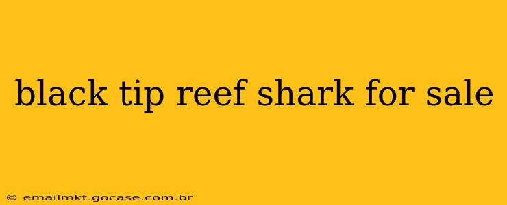 black tip reef shark for sale