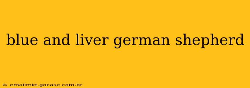 blue and liver german shepherd