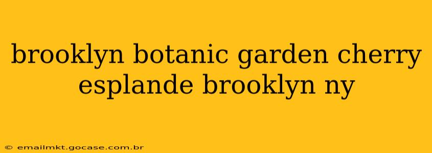brooklyn botanic garden cherry esplande brooklyn ny