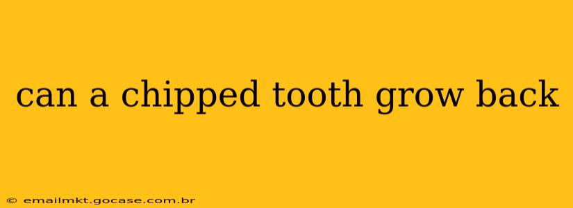 can a chipped tooth grow back