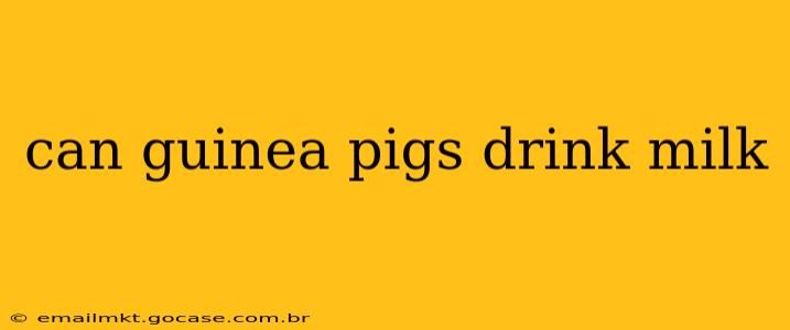 can guinea pigs drink milk