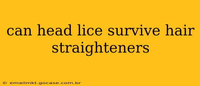 can head lice survive hair straighteners