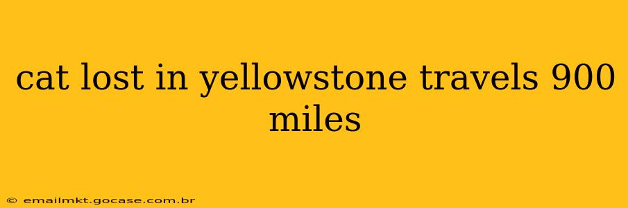 cat lost in yellowstone travels 900 miles