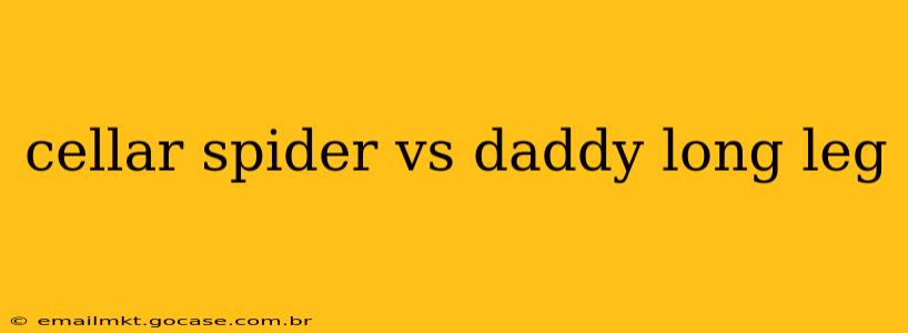 cellar spider vs daddy long leg