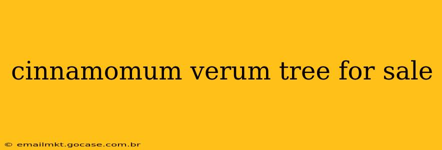 cinnamomum verum tree for sale