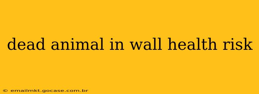 dead animal in wall health risk