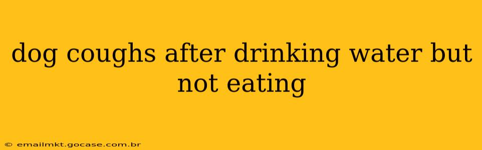 dog coughs after drinking water but not eating