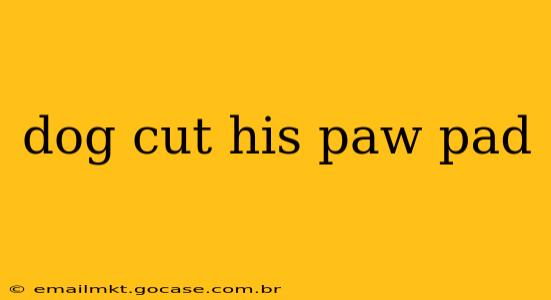 dog cut his paw pad