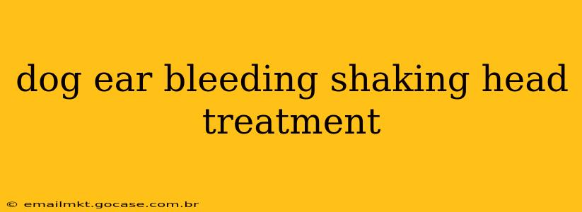 dog ear bleeding shaking head treatment