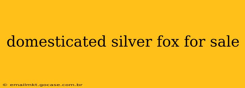 domesticated silver fox for sale