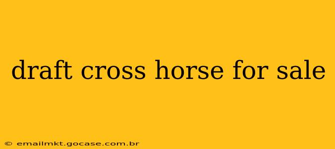draft cross horse for sale