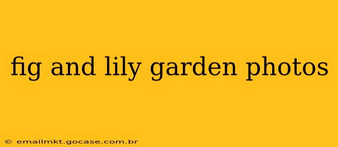 fig and lily garden photos