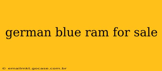 german blue ram for sale