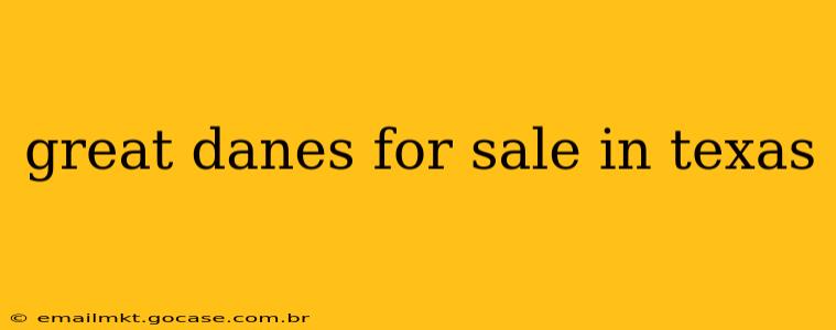 great danes for sale in texas