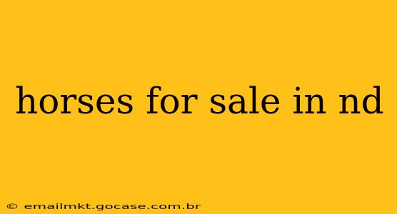 horses for sale in nd