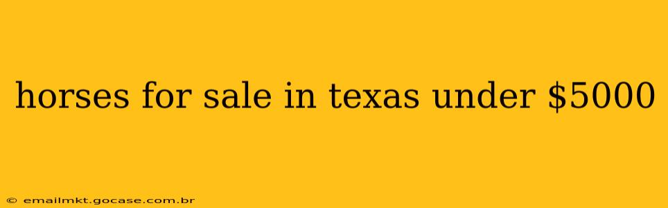 horses for sale in texas under $5000
