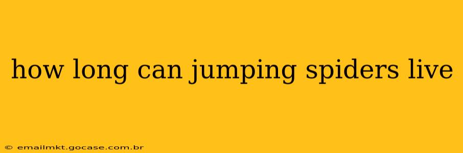 how long can jumping spiders live