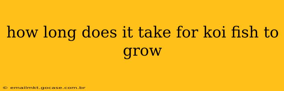 how long does it take for koi fish to grow