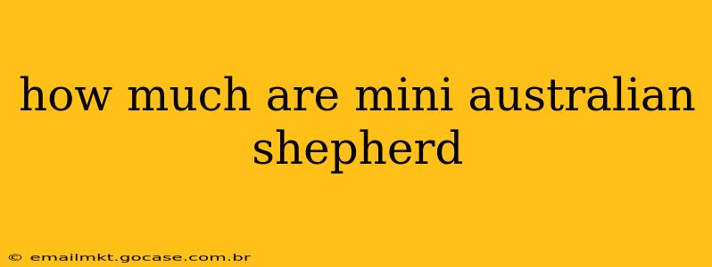 how much are mini australian shepherd