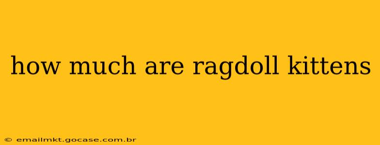 how much are ragdoll kittens