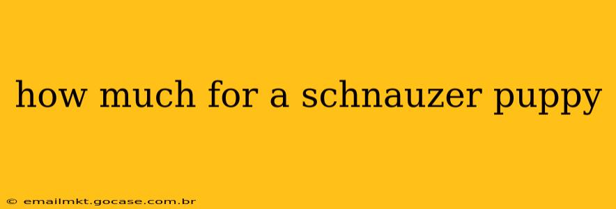 how much for a schnauzer puppy