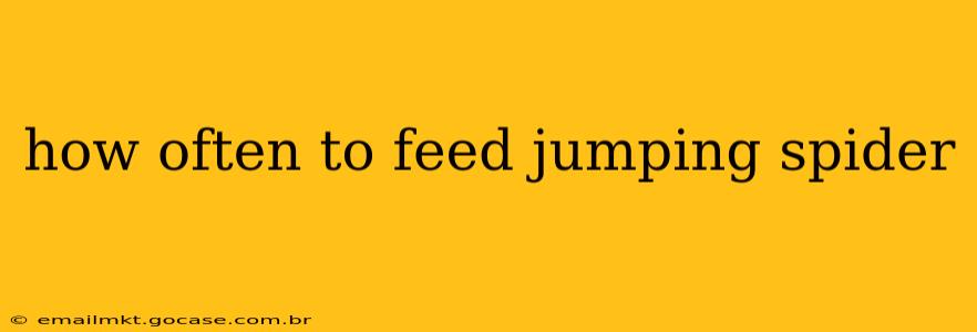 how often to feed jumping spider