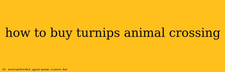 how to buy turnips animal crossing