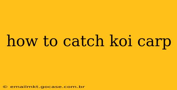 how to catch koi carp