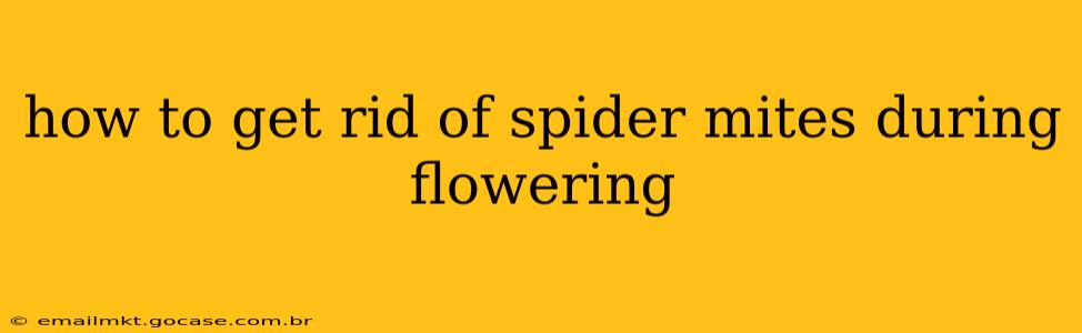how to get rid of spider mites during flowering
