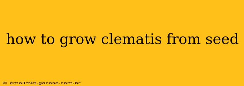 how to grow clematis from seed