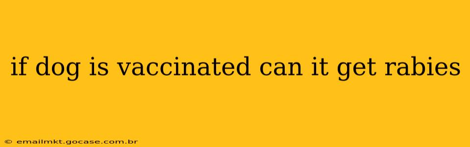 if dog is vaccinated can it get rabies