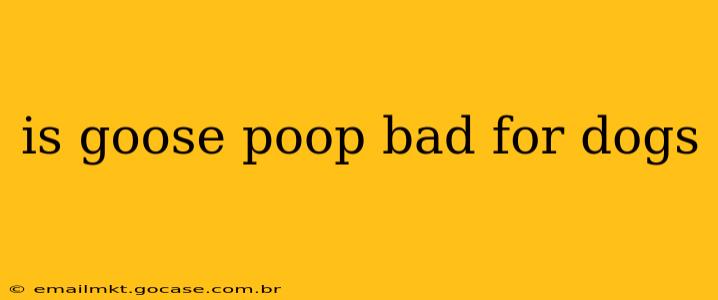 is goose poop bad for dogs