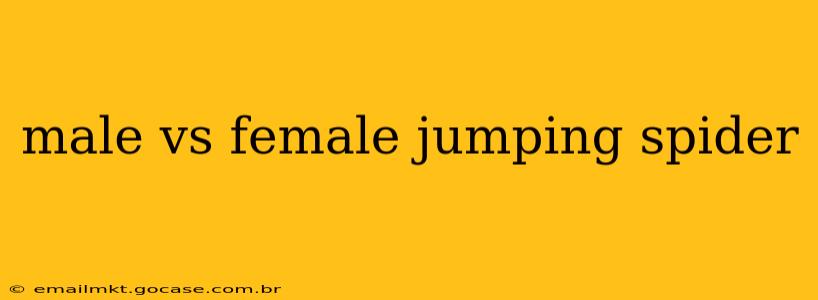 male vs female jumping spider