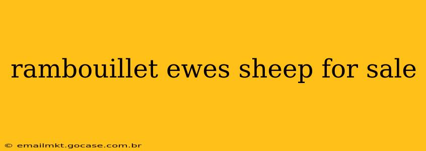 rambouillet ewes sheep for sale