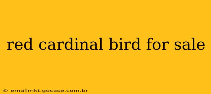 red cardinal bird for sale