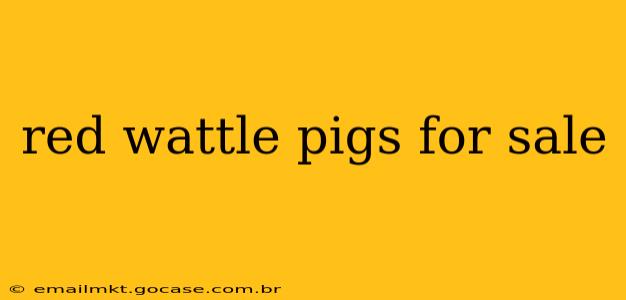 red wattle pigs for sale