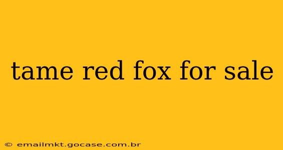 tame red fox for sale
