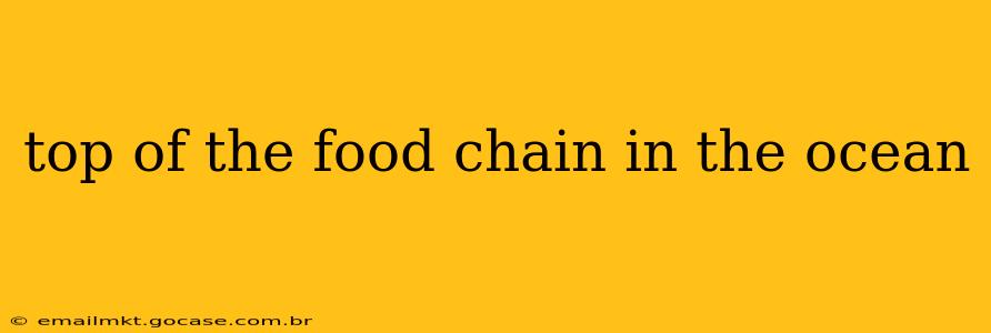 top of the food chain in the ocean