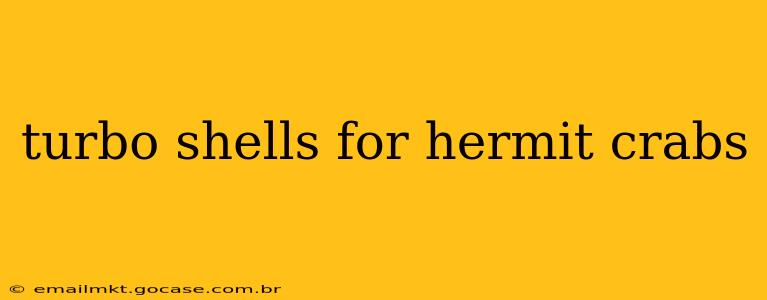 turbo shells for hermit crabs