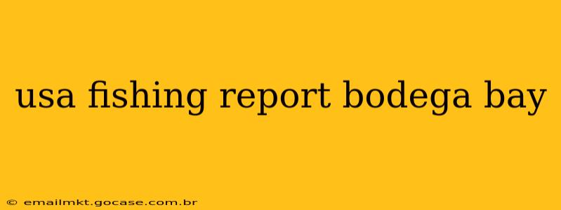 usa fishing report bodega bay