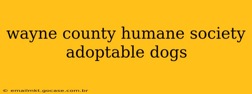 wayne county humane society adoptable dogs