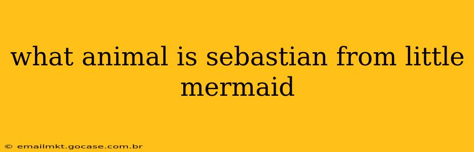 what animal is sebastian from little mermaid