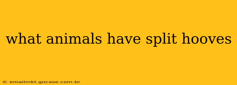 what animals have split hooves