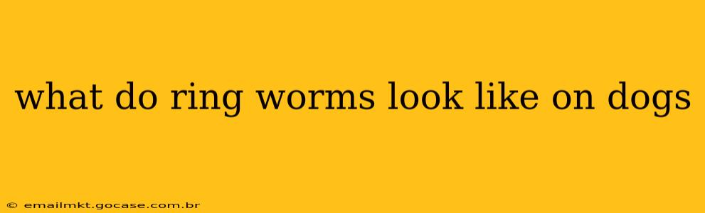 what do ring worms look like on dogs