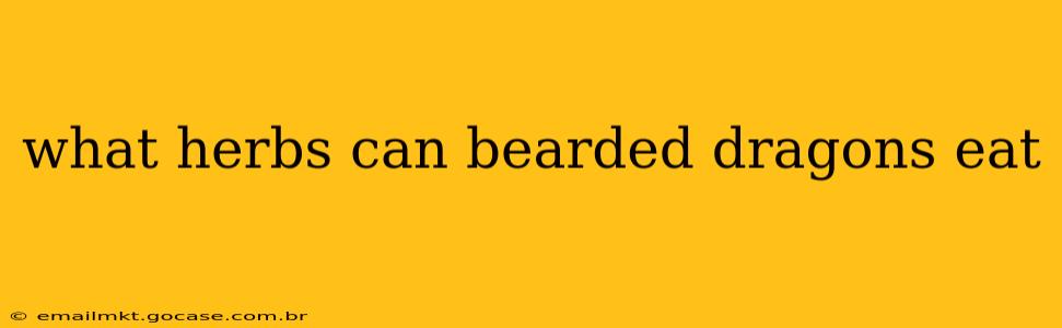 what herbs can bearded dragons eat
