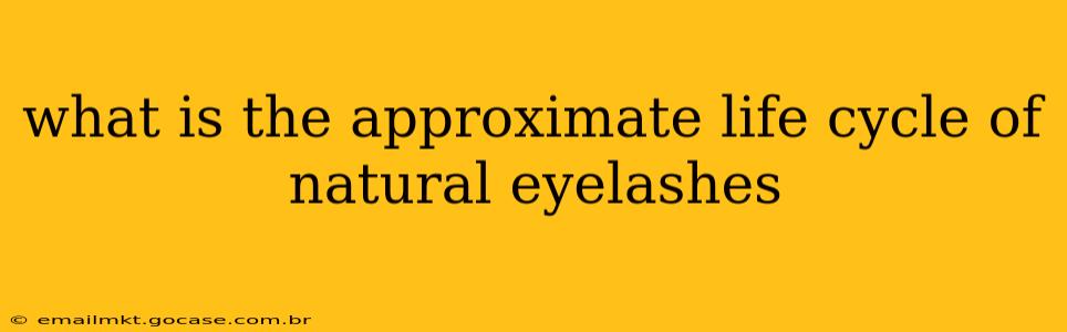 what is the approximate life cycle of natural eyelashes